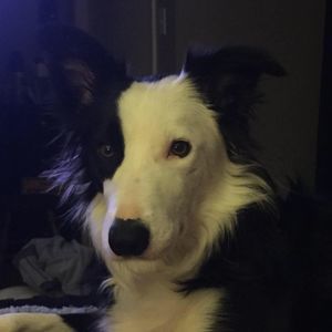 Meet your Posher, Janet